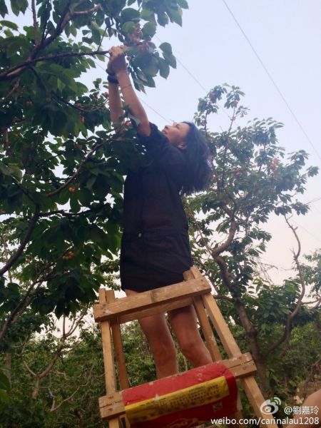 刘嘉玲站在梯子上摘樱桃