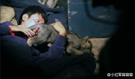 冯绍峰拍《狼图腾》抱小狼崽 