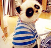 我爱的小萌物们（一）