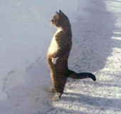 让人笑到喷饭的极品萌物 上