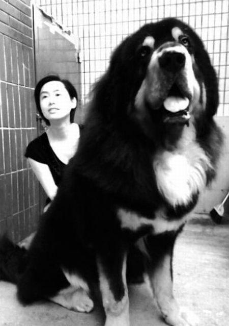 朱茵和巨型藏獒亲密合影