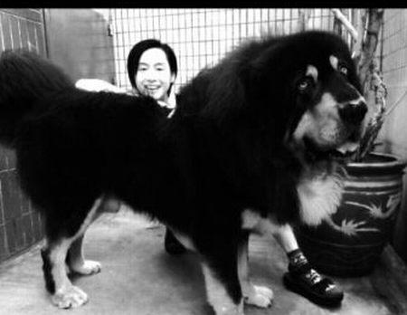 朱茵坐在藏獒身边显得越发娇小