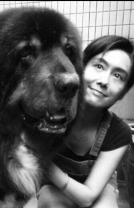 大藏獒的脸是朱茵的两三倍