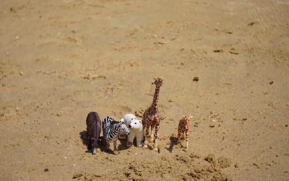 孙俪晒五只动物合照 网友：娘娘怀第三胎了？