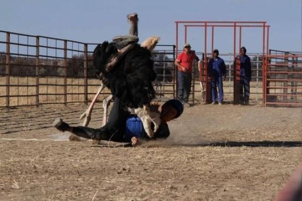 杨千嬅老公骑鸵鸟摔倒