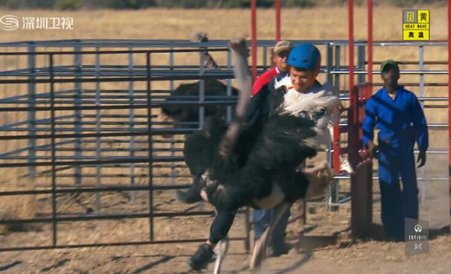 杨千嬅老公骑鸵鸟摔倒