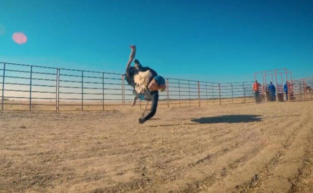 杨千嬅老公骑鸵鸟摔倒